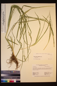 Carex fracta image